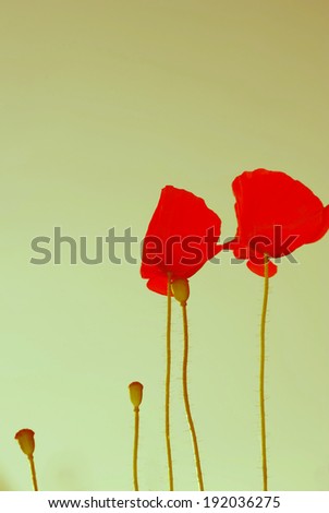 Similar – poppy day Colour photo