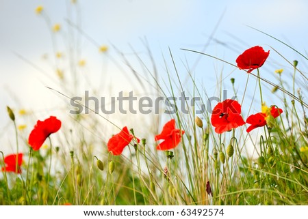 Similar – Image, Stock Photo Stems and leaves