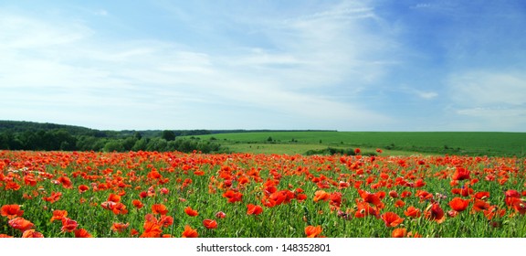 poppy flowers against the blue sky
