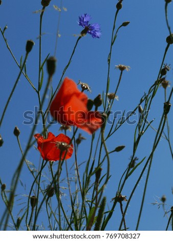 Similar – Image, Stock Photo Lemon butterfly fluttering in blue sky over corn poppy