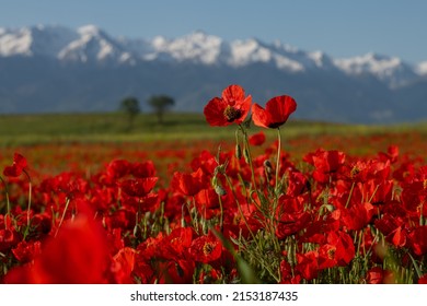 16,752 Poppies mountain Images, Stock Photos & Vectors | Shutterstock