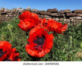 Poppy Flowers In Eden Valley