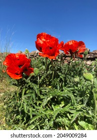 Poppy Flowers In Eden Valley