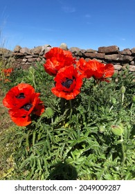 Poppy Flowers In Eden Valley