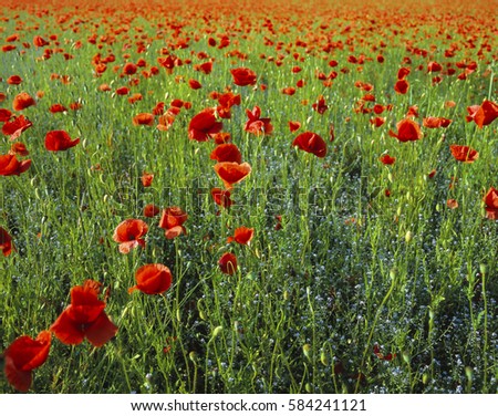 Similar – Image, Stock Photo Field full of poppies Trip