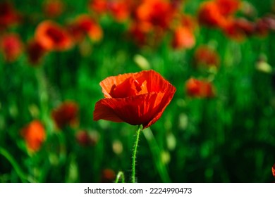 Poppy Flowers Field. Anzac Day Banner. Remembrance Day, Memorial In New Zealand, Australia, Canada And Great Britain. Red Poppies.