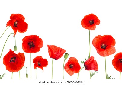 Poppy flowers field on white background, close-up.