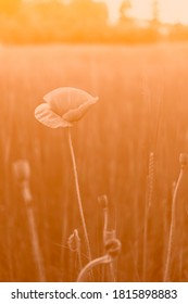 Poppy Flowers In A Field In Summer, In Duo Tone Effect