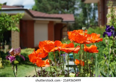 poppy flowers in the garden on the background of the house in the country