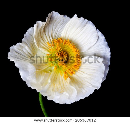 Similar – Image, Stock Photo poppy seed