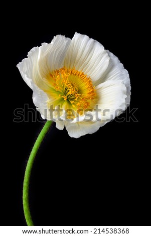 Image, Stock Photo poppy seed