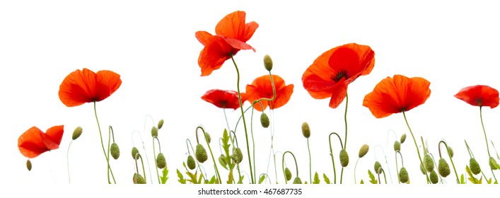 Poppy Flowers Isolated On White Background Stock Photo 467687735 