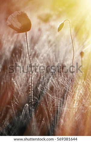 Similar – Gräserfeuerwerk 7 Natur