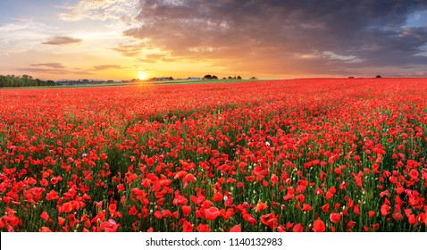 Poppy flowers meadow and nice sunset scene