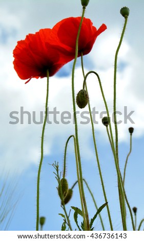 Similar – Image, Stock Photo John McCrae: In Flanders Fields (1915)