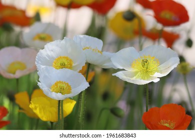 Poppy Flowers Or Papaver Rhoeas Poppy  In Flower Garden Are Bright Beautiful On A Warm Sunny Day