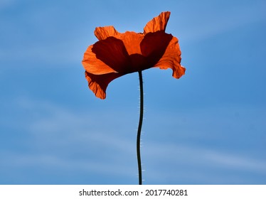 Poppy flowers or papaver rhoeas poppy in garden, early spring on a warm sunny day, against a bright blue sky. High quality photo - Shutterstock ID 2017740281