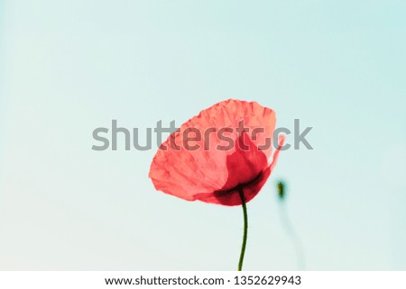 poppy day Colour photo