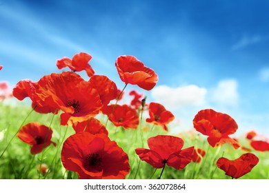 Poppy Flowers And Sunny Day