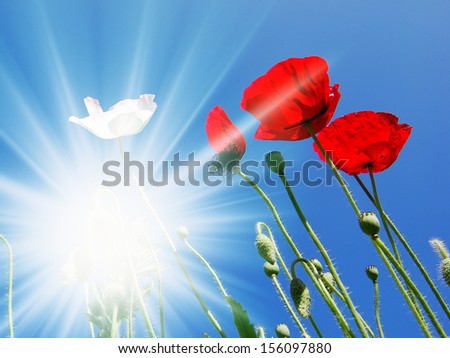 Similar – Image, Stock Photo Clapping poppies backlit under sunny sky