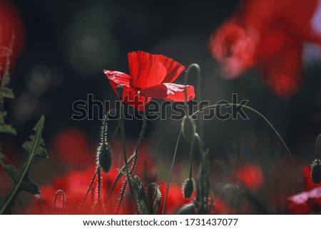 Similar – Hand touching a red poppy