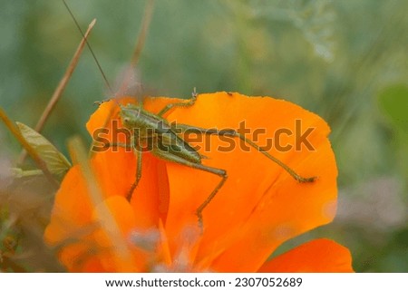 poppy grasshopper insect animal plant
