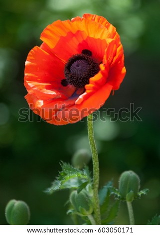 Similar – Summer poppy flower