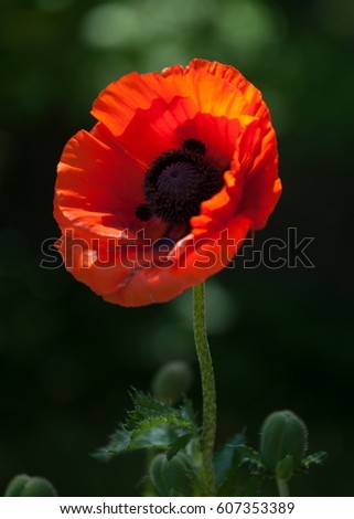 Similar – Summer poppy flower