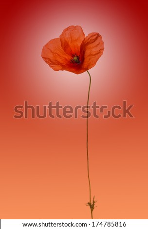 Similar – Foto Bild leuchtend Mohn Blume