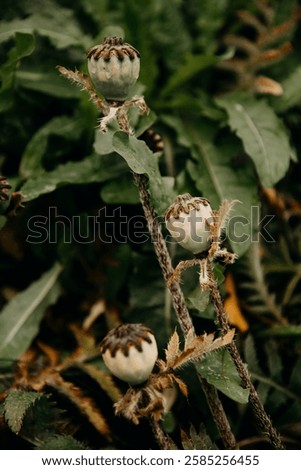 Similar – Image, Stock Photo poppy seed capsules Flower