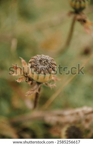 Similar – Image, Stock Photo poppy seed capsules plants