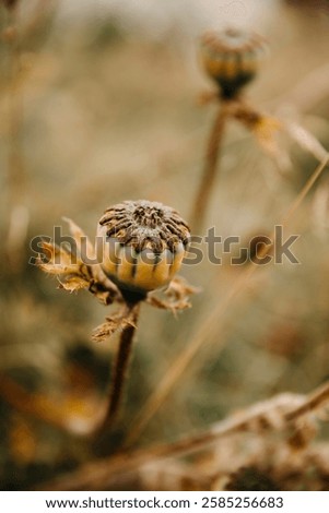 Similar – Image, Stock Photo poppy seed capsules Flower