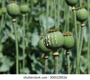 Poppy Papaver Somniferum Unripe Fruit Seed Stock Photo 2005228526 ...