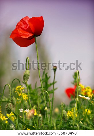 Similar – Wiesenblumen Klatschmohn