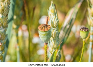 Poppy plant with ripe seed body on a wheat field in summer at harvest time, Germany - Shutterstock ID 2209000583