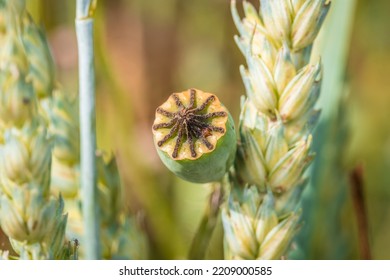 Poppy plant with ripe seed body on a wheat field in summer at harvest time, Germany - Shutterstock ID 2209000585
