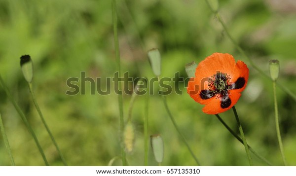 Poppy Pops Wind Poppies Meadowbeautiful Gentle Royalty Free