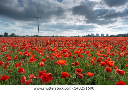 Poppy power, bright red flowers in a field (Ferrybridge, UK)