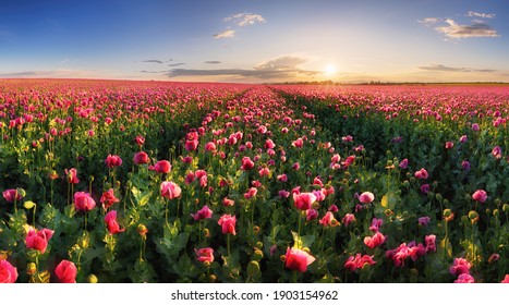 Poppy purple field at sunset - Powered by Shutterstock