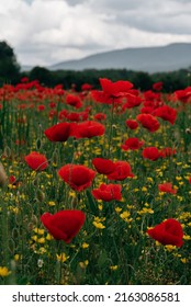 Poppy Season With Wild Flowers In The City Of Pécs, Hungary With Amazing Feeling