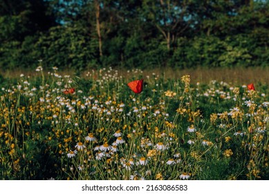 Poppy Season With Wild Flowers In The City Of Pécs, Hungary With Amazing Feeling