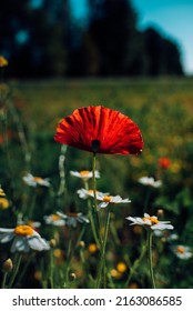 Poppy Season With Wild Flowers In The City Of Pécs, Hungary With Amazing Feeling