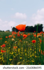 Poppy Season With Wild Flowers In The City Of Pécs, Hungary With Amazing Feeling