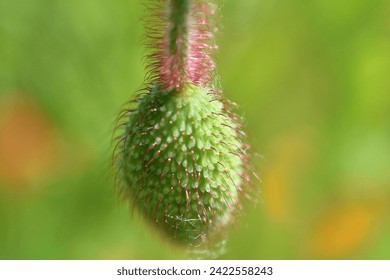 Poppy seed capsule in close up