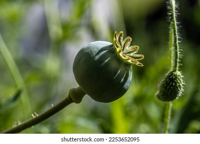 Poppy seed capsule in a green garden.