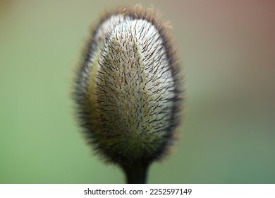 Poppy seed capsule isolated on green background