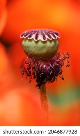 Poppy Seed Capsule Surrounded By Red Poppy Seeds