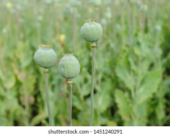 Poppy seed capsules in the field