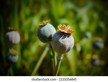 Poppy seed capsules in the garden in summer