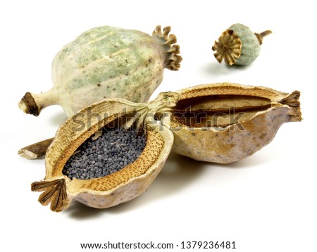 Similar – Image, Stock Photo poppy seed capsules picked